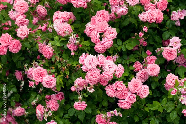 Obraz Pink roses