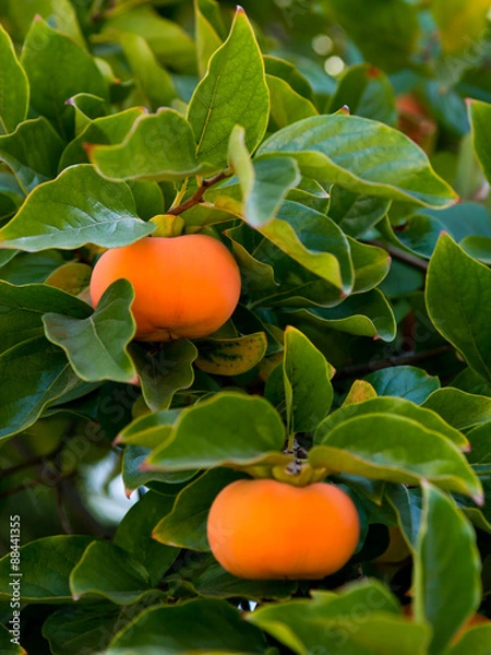 Obraz Ripe persimmon fruit hanging on the tree
