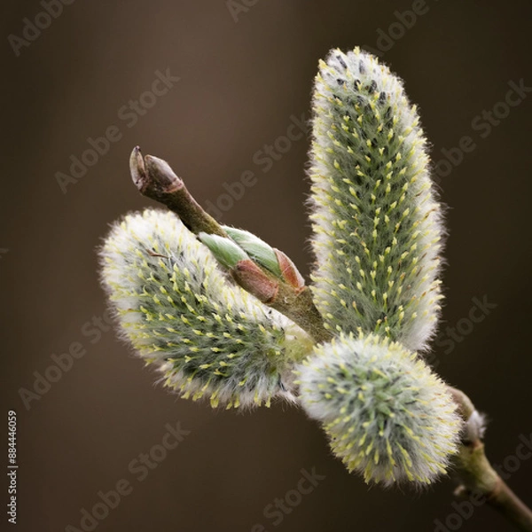 Obraz Pussy Willow - Spring - Salix