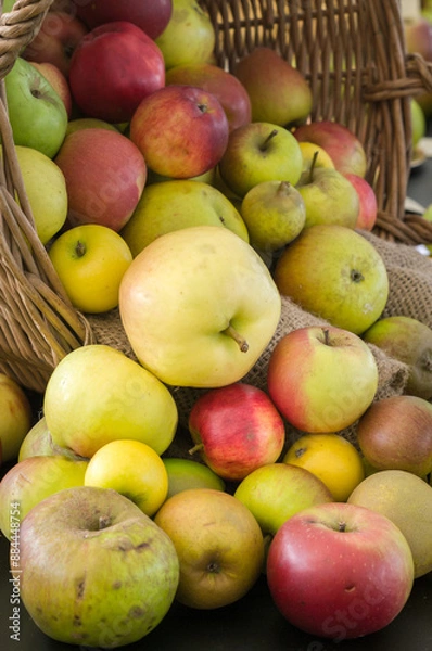 Obraz apples and pears