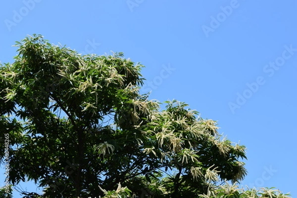 Fototapeta 栗の花／山形県庄内地方に田園で、栗の花を撮影した写真です。