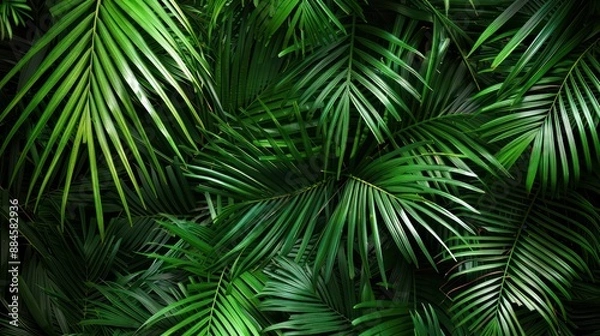 Fototapeta Tropical Green Palm Leaves