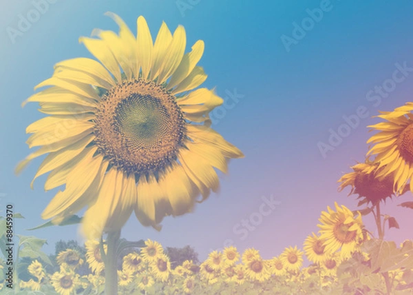 Obraz Flower in soft focus