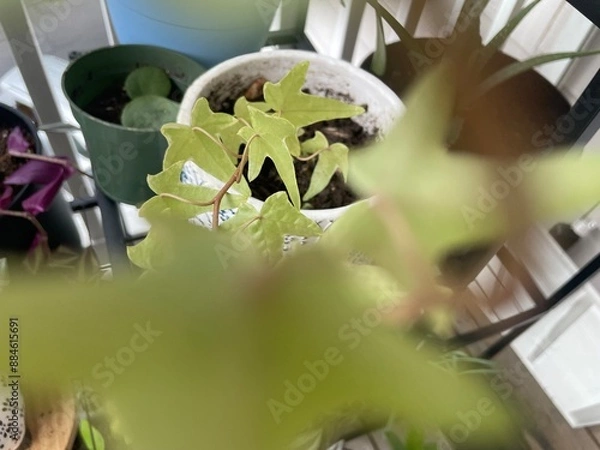 Obraz Plants in pots 