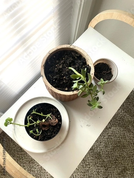 Obraz Plants on shelf