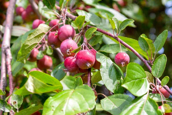 Obraz Malus Red Sentinel