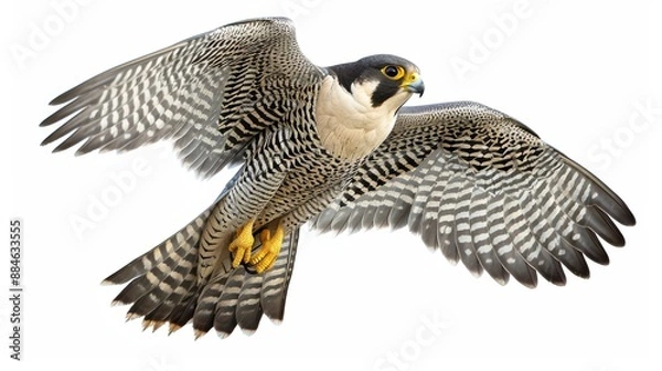 Obraz Magnificent peregrine falcon gracefully spreads its wings as it soars, symbolizing wild freedom and agility
