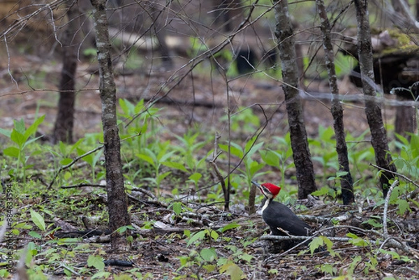 Fototapeta Pileated woodpecker foraging the forest floor looking up at the tree canopy