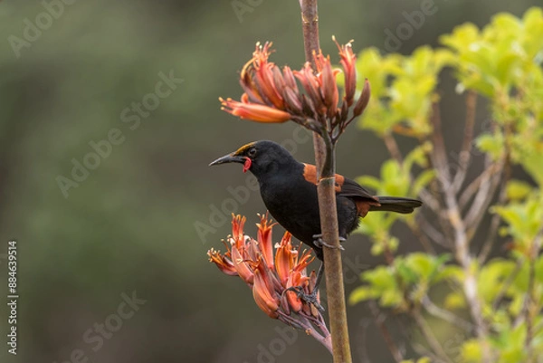 Fototapeta Saddleback (prosthemadera novaeseelandiae) feeding on the nectar of flax flowers.