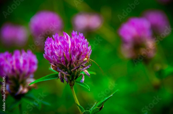 Fototapeta Trifolium pratense