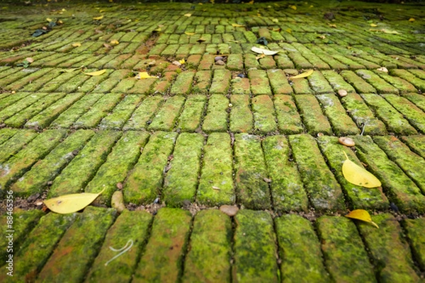 Obraz moist green moss covered bricks floor