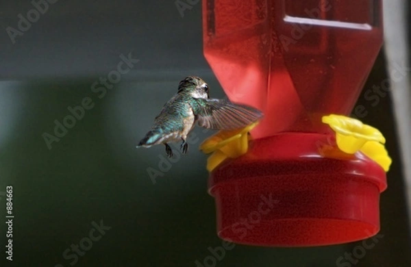 Obraz hummingbird