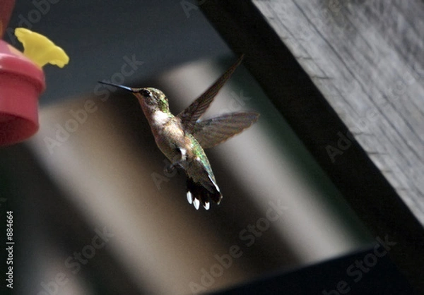 Obraz hummingbird