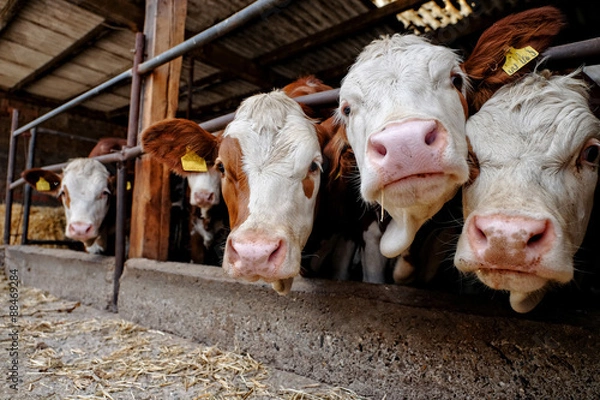 Fototapeta ferma tuczu