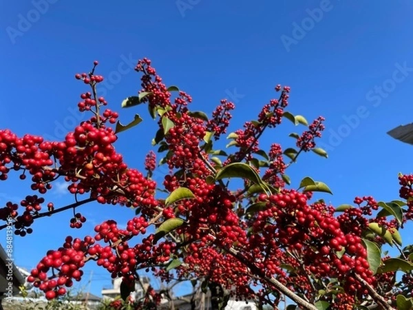 Obraz いろんな花