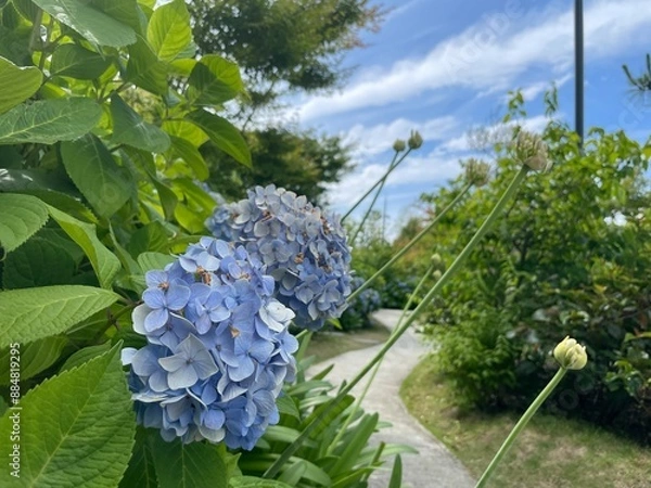 Fototapeta きれいな紫陽花