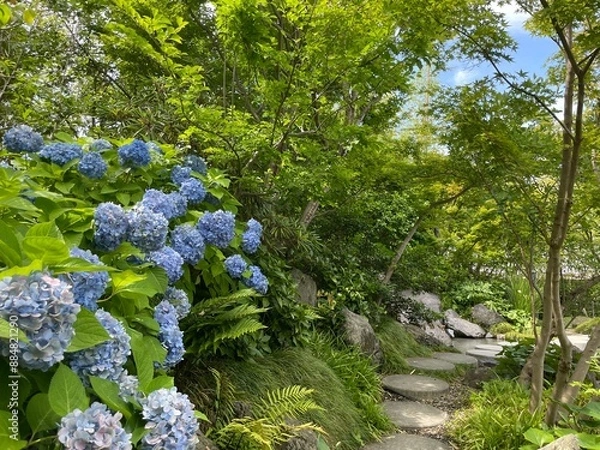 Fototapeta きれいな紫陽花