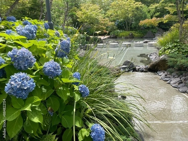 Obraz きれいな紫陽花