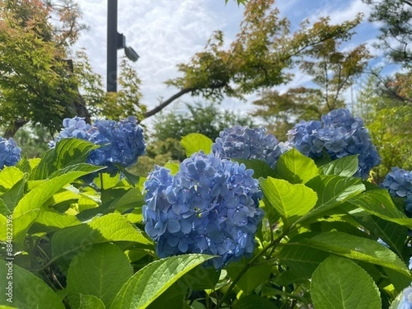 Fototapeta きれいな紫陽花