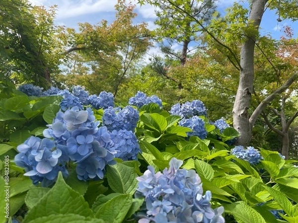 Fototapeta きれいな紫陽花