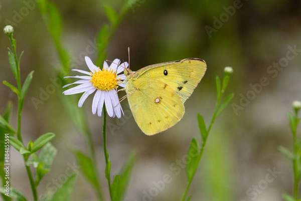 Fototapeta 吸蜜中のモンキチョウ01