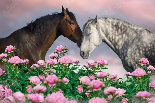 Obraz Two horses hugging in pink flowers