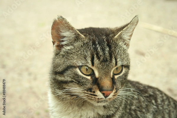 Obraz Портрет серого кота
