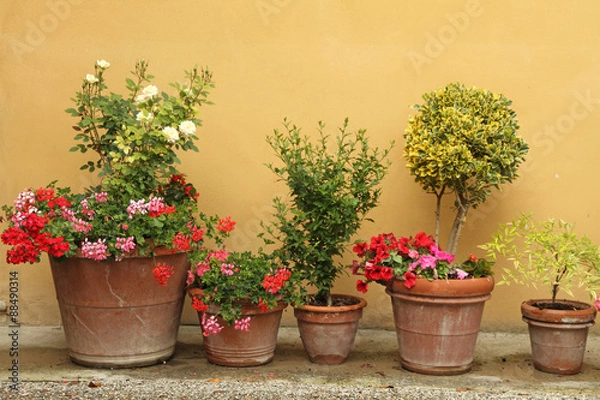 Obraz line of various plants in ceramic pots against stucco wall ,Tusc