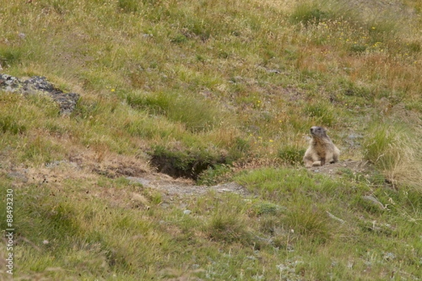 Obraz Marmotta