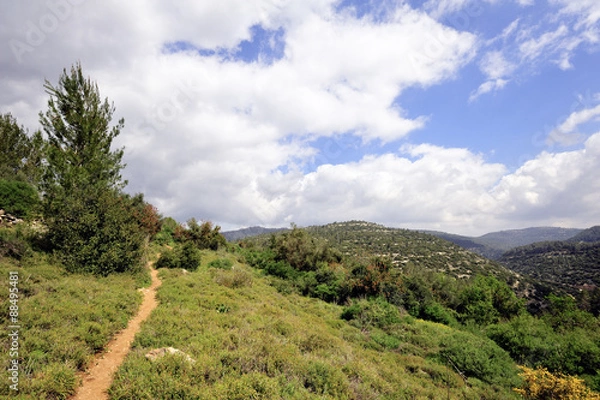 Obraz Spring landscape in Jerusalem mountains.