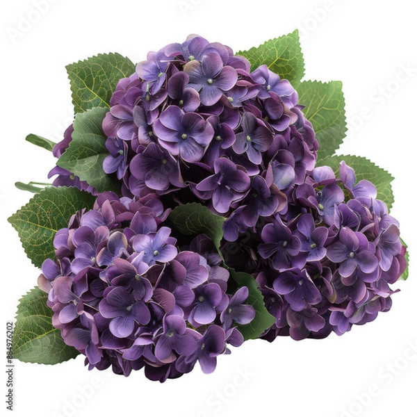 Obraz Close-up photo of vibrant purple hydrangea flowers with green leaves, isolated on white. Perfect for floral decor and botanical themes.