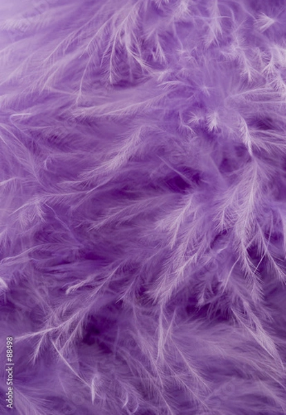 Obraz purple feather abstract background