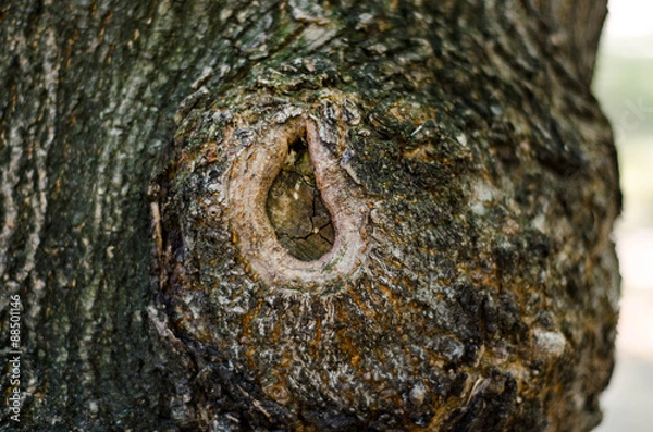 Obraz Abstract background. Bark of tree texture