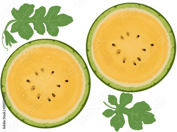 Obraz 黄色いスイカの輪切りイラスト