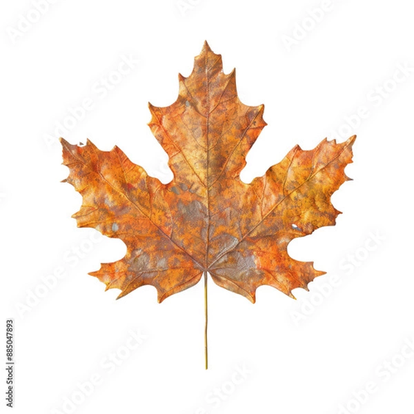 Fototapeta A single, vibrant orange maple leaf with intricate veins, isolated on a black background.  Perfect for autumnal designs and projects.