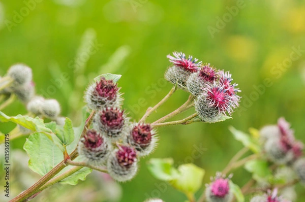 Obraz Milk thistle in selective focus on green natural background