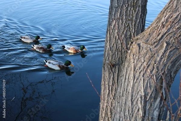 Obraz Mallard (Ducks with Green Head) in the Lake 