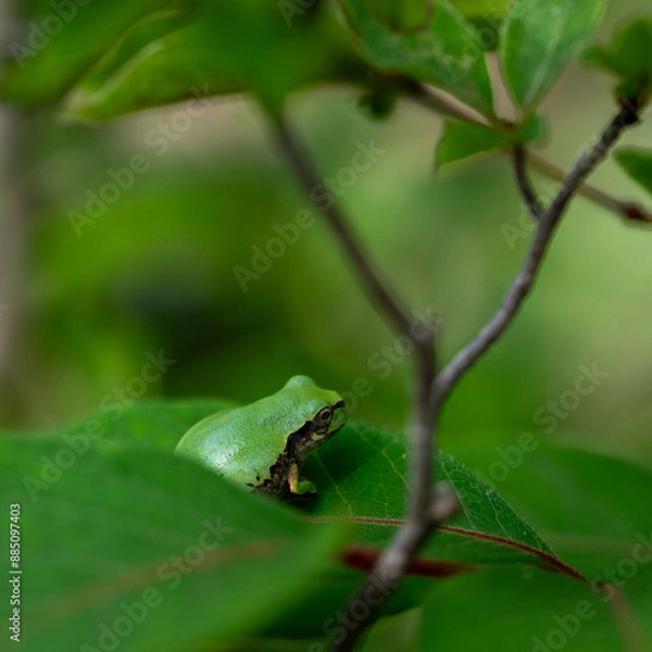 Fototapeta 梅雨が明けぬ朝