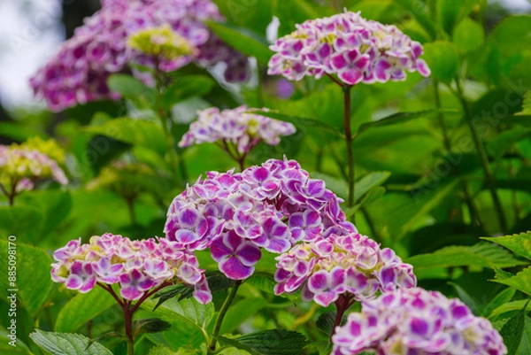 Fototapeta 薄紫色のあじさい
