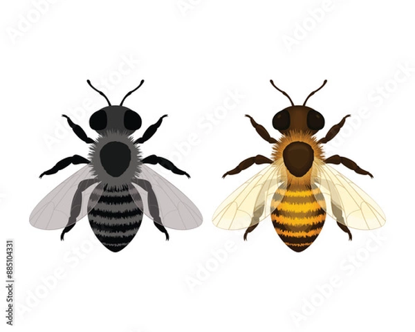 Fototapeta Bee. Image of a bee, top view. A honey insect. A black and white and colored bee. Vector illustration