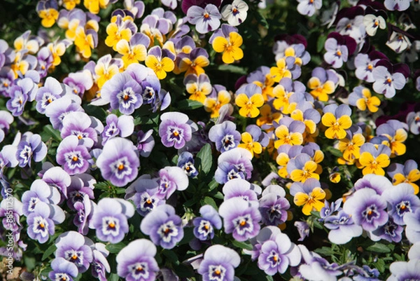 Fototapeta 紫と黄色のパンジー