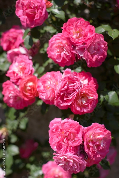 Fototapeta ピンクの薔薇の花