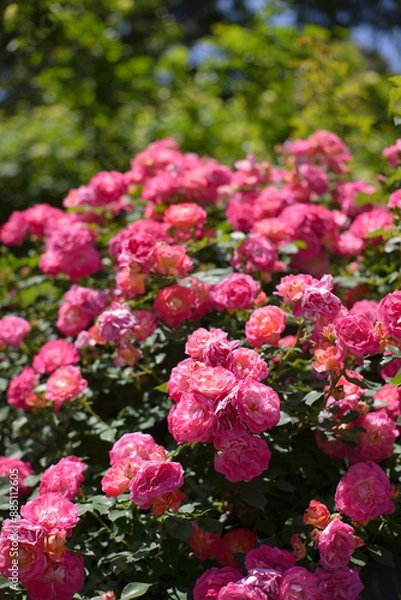 Fototapeta ピンクの薔薇の花