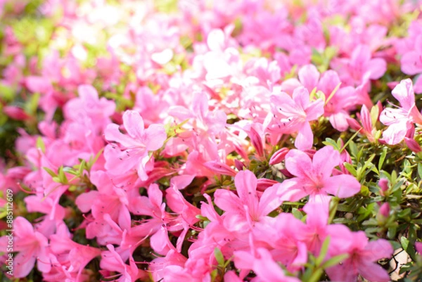 Fototapeta 陽の光が当たるツツジ