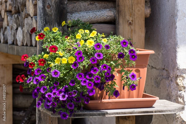 Obraz Zauberglöckchen - Calibrachoa