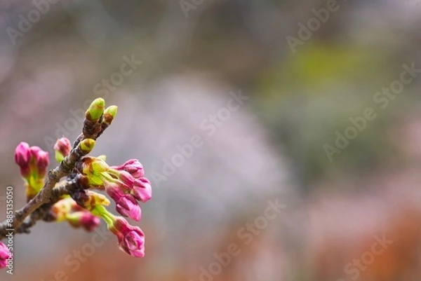 Obraz 春を告げる河津桜のつぼみ