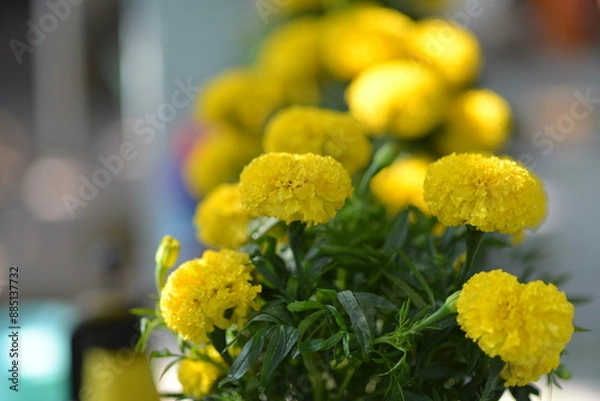 Obraz White and yellow flowers used by Asians to display during Lunar New Year to bring good luck to the family
