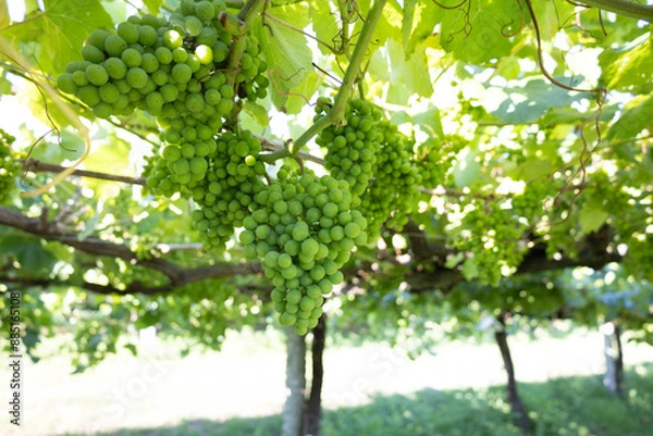 Fototapeta Vibrant green grape clusters hanging from lush, leafy vines in a vineyard, captured in natural sunlight, showcasing the beauty and bounty of fresh, ripe grapes in summertime.
