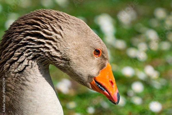 Obraz Portrait of common goose in a flower field