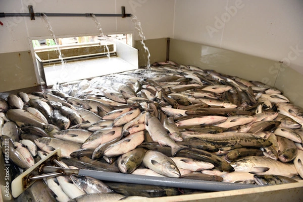 Fototapeta Salmon in the bunker in the fishing processing plant